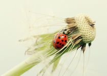 Ladybugs dandelion by Falko Follert