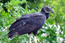 Black Vulture von Pravine Chester