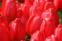 Tulpen rot von alsterimages