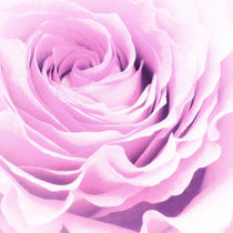 Sweet pastel rose von AD DESIGN Photo + PhotoArt