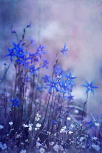 bluebell heaven von Priska  Wettstein