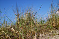 Gras in den Dünen - Grass in the dunes by ropo13