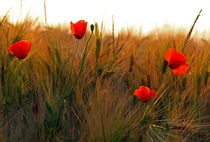 Mohn und Gerste von Wolfgang Dufner