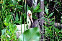 White Ibis von Pravine Chester