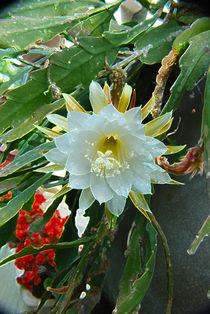 Cactus Blooming von Pravine Chester