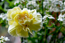 Carnations von Pravine Chester