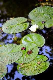 Lily Pad von Bianca Baker