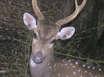 Dear Deer by Nandan Nagwekar