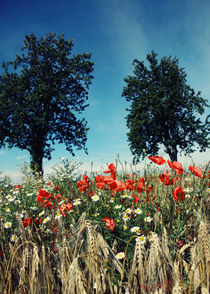 Mohnblumen im Kornfeld Landschaftsbild von Falko Follert by Falko Follert