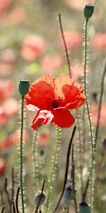 Mohn die Blume Bild von Falko Follert von Falko Follert