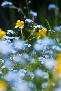 Midday in summer von Iryna Mathes