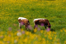 Happy cows von Iryna Mathes