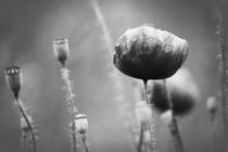 Poppy Field in Bloom von Katia Boitsova