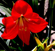 Red Amaryllis von Pravine Chester