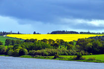 Scottish Countryside by Pravine Chester