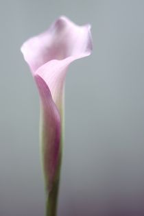 Calla Lily - Soft Pink von syoung-photography