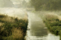 misty morning on the brook von Franziska Rullert