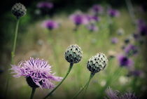 Wildblumen von tinadefortunata