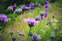  Wildblumenwiese von tinadefortunata