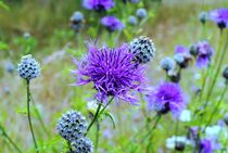 märchenhafte Flockenblumen  von tinadefortunata