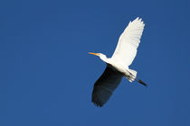 Great Egret by starsania