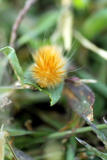 Fiery Catepillar von starsania