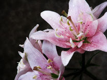 Pink Lilies von starsania