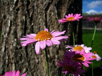 Pretty pink Daisies by starsania