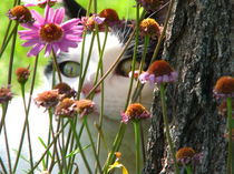 Hidden in the Daisies by starsania