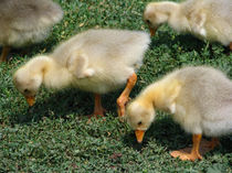 Baby Goslings von starsania