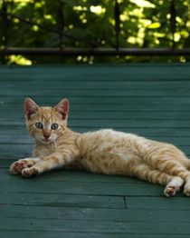 Barn Kitten by starsania