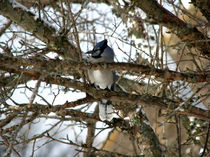 Blue Jay by starsania