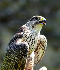 Scottish Peregrine by Pravine Chester