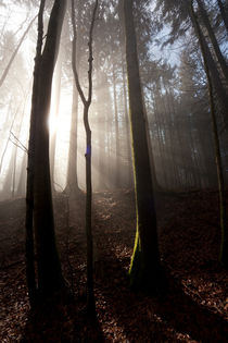 Wald by Norbert Fenske