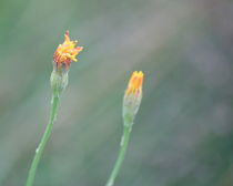 Beside You ~ Dancing With The Wind von syoung-photography