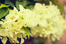 Bougainvillea - White (Vintage version)  by reorom