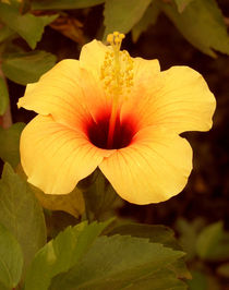 Golden Hibiscus by Nandan Nagwekar