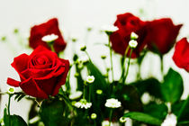 Red rose von reorom