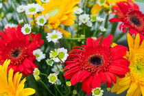 Gerbera flowers by reorom