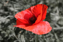 Klatschmohn - gossip poppy von ropo13