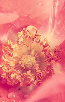 Coral Rose. von rosanna zavanaiu