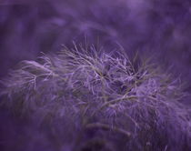 Dream Garden °3 von syoung-photography