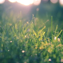 Green Gras Bokeh °1 von syoung-photography