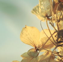 Golden Leaf von syoung-photography