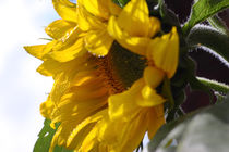 Sonnenblume - Sunflower von ropo13