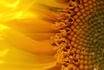 Sonnenblume - Sunflower von ropo13