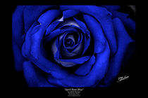 April Rose Blue von Jeff Pierson