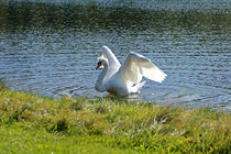 Posierender Schwan auf dem See von Juana Kreßner