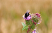 Hummel auf Diestel von Wolfgang Dufner