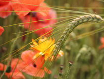 Summer Breeze von syoung-photography